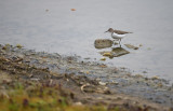 Oeverloper / Common Sandpiper (de Oelemars)