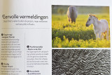 Publicatie / Publication in Roots Magazine