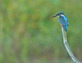 IJsvogel / Common Kingfisher (de Oelemars)