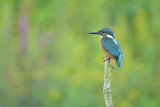 IJsvogel / Common Kingfisher (de Oelemars)
