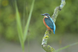 IJsvogel / Common Kingfisher (de Oelemars)