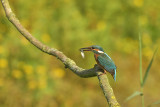 IJsvogel / Common Kingfisher (de Oelemars)