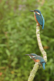 IJsvogel / Common Kingfisher (de Oelemars)