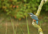 IJsvogel / Common Kingfisher (de Oelemars)