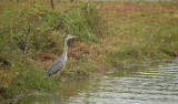 Blauwe Reiger / Grey Heron (de Oelmars)