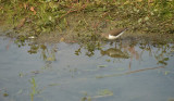 Oeverloper / Common Sandpiper (de Oelemars)