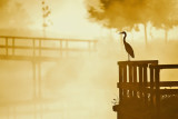 Blauwe Reiger / Grey Heron (Losser)