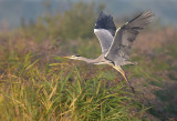 Blauwe Reiger / Grey Heron (Ouddorp)