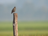 Spreeuw / Common Starling (Ouddorp)