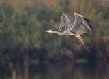 Blauwe Reiger / Grey Heron (Ouddorp)
