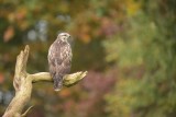 Buizerd / Common Buzzard (Rijssen - Hut Arjan Troost)