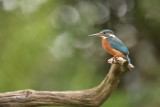 IJsvogel / Common Kingfisher (Rijssen - Hut Arjan Troost)