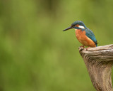 IJsvogel / Common Kingfisher (Rijssen - Hut Arjan Troost)
