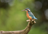 IJsvogel / Common Kingfisher (Rijssen -  Hut Arjan Troost)