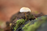 DSC_9831 (Twickel / Delden)