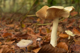 DSC_9912 (Twickel / Delden)