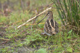 Watersnip / Common Snipe (de Oelemars - Losser)