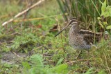 Watersnip / Common Snipe (de Oelemars - Losser)