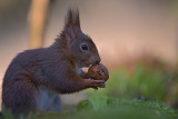 Eekhoorn / Squirrel (Boshut Arjan Troost)