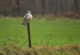 Buizerd / Common Buzzard (Hengelo)