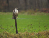 Buizerd / Common Buzzard (Hengelo)