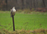 Buizerd / Common Buzzard (Hengelo)