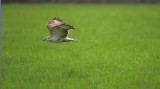 Buizerd / Common Buzzard (Hengelo)