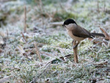 Matkop / Northern Willow Tit (Losser)