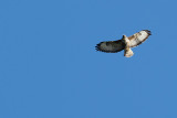 Buizerd / Common Buzzard (Hengelo)