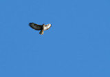 Buizerd / Common Buzzard (Hengelo)