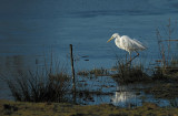 Grote Zilverreiger / Western Great Egret (Hengelo)