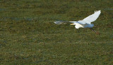 Grote Zilverreiger / Western Great Egret (Hengelo)