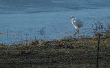 Grote Zilverreiger / Western Great Egret (Hengelo)