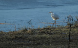 Grote Zilverreiger / Western Great Egret (Hengelo)