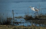 Grote Zilverreiger / Western Great Egret (Hengelo)