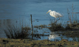 Grote Zilverreiger / Western Great Egret (Hengelo)