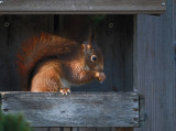 Eekhoorn / Squirrel (Eigen Tuin)