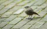 Zwarte Roodstaart / Black Redstart (Eigen Tuin-Own Garden)