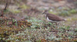 Oeverloper / Common Sandpiper (de Oelemars)