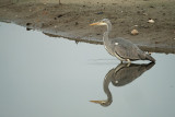 Blauwe Reiger / Grey Heron (de Oelemars)