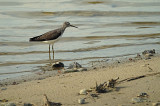 Witgat / Green Sandpiper (de Oelemars)