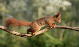 Eekhoorn / Squirrel (fotohut Arjan Troost