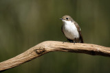Bonte Vliegenvanger / European Pied Flycatcher (fotohut Arjan Troost)