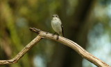 Bonte Vliegenvanger / European Pied Flycatcher (fotohut Arjan Troost)