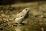 Zwartkop (vr) / Eurasian Blackcap (fotohut Arjan Troost)