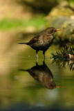 Merel / Common Blackbird (boshut Arjan Troost)