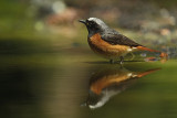 Gekraagde Roodstaart / Common Redstart (Holten)