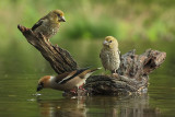 Appelvink / Hawfinch (Holten)