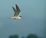 Visdief / Common Tern / de Starrevaart