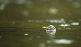 Luchtbel tijdens regenbui